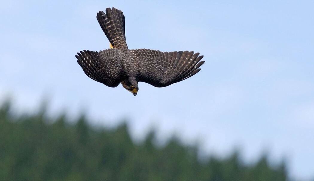 Neuseelandfalke zum Vogel des Jahres gewählt