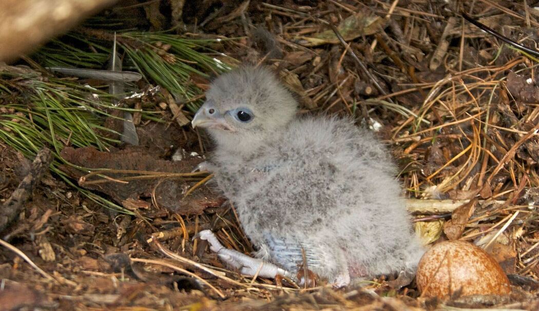 Neuseelandfalke zum Vogel des Jahres gewählt