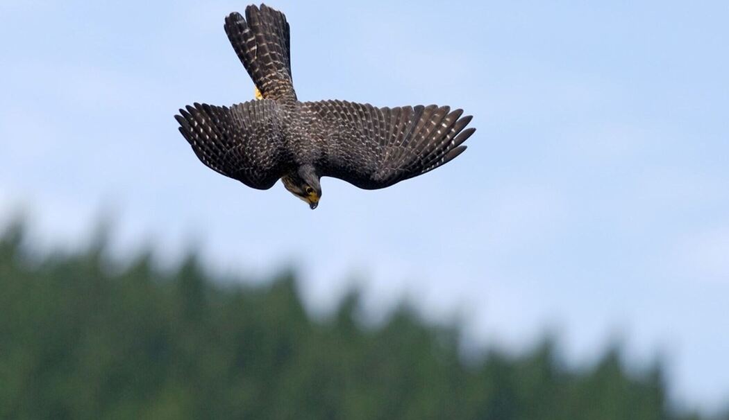 Neuseelandfalke zum Vogel des Jahres gewählt