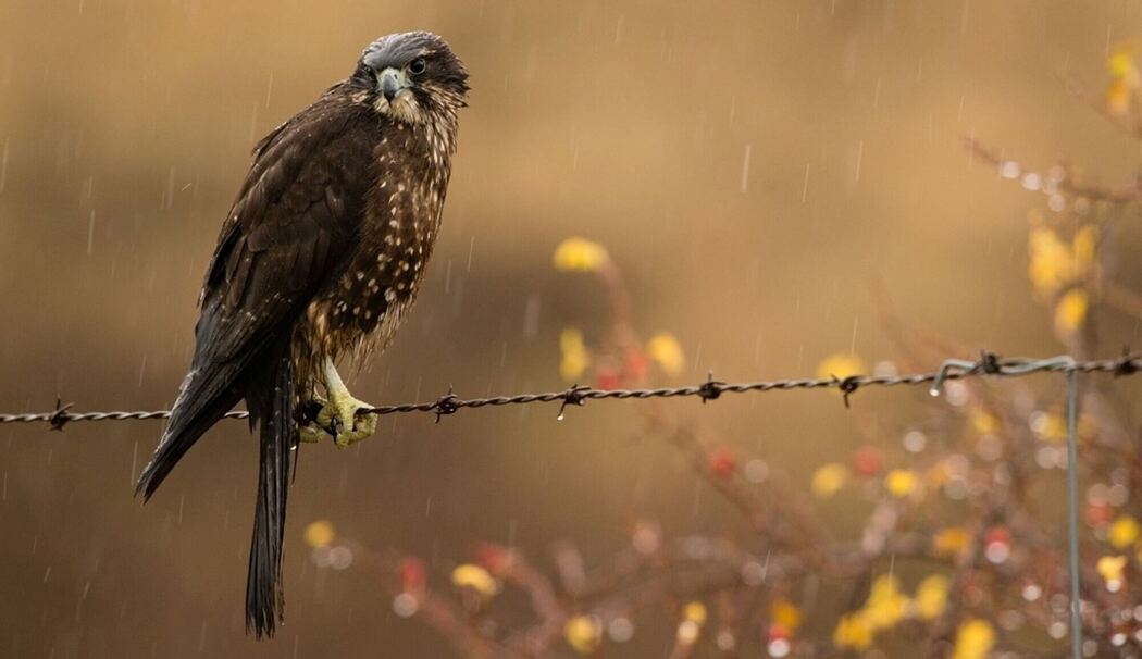 Neuseelandfalke zum Vogel des Jahres gewählt