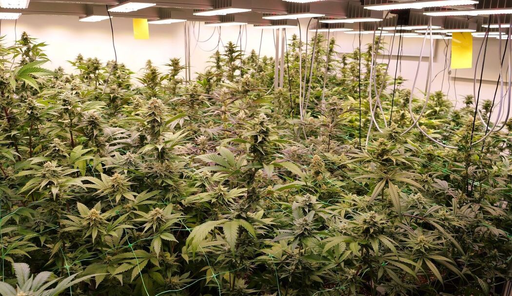 Cannabis-Anbau