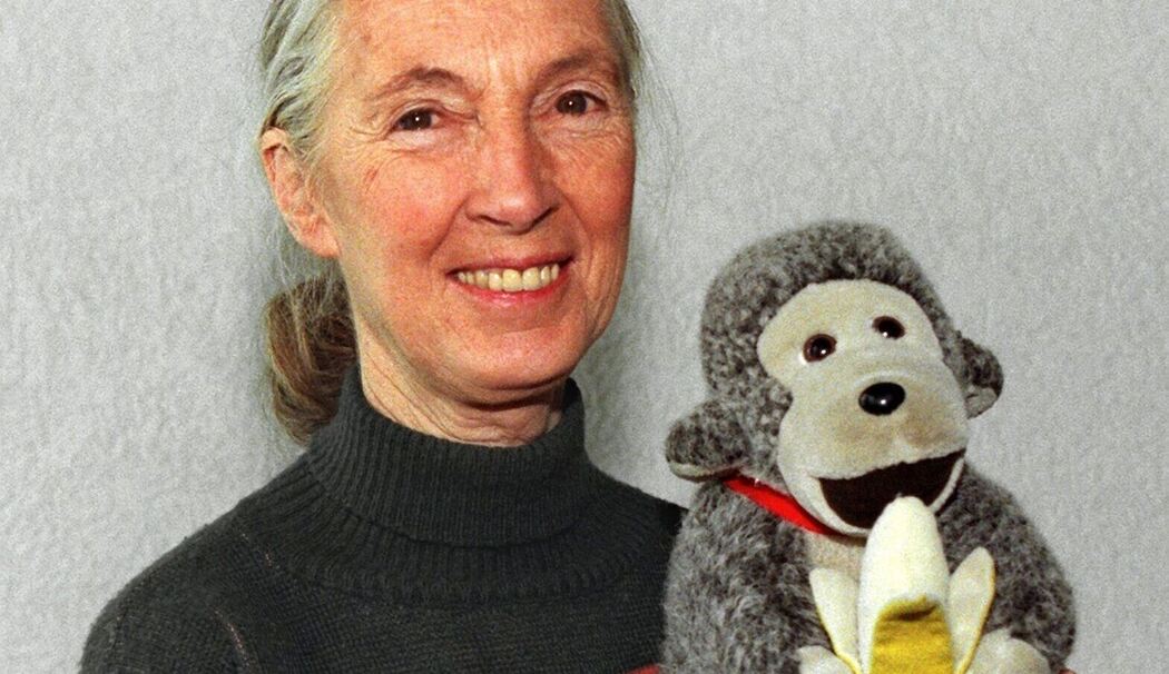 Primaten-Forscherin Jane Goodall ist tot