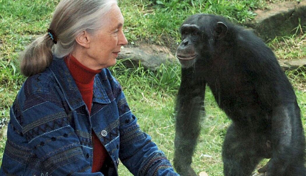 Primaten-Forscherin Jane Goodall ist tot