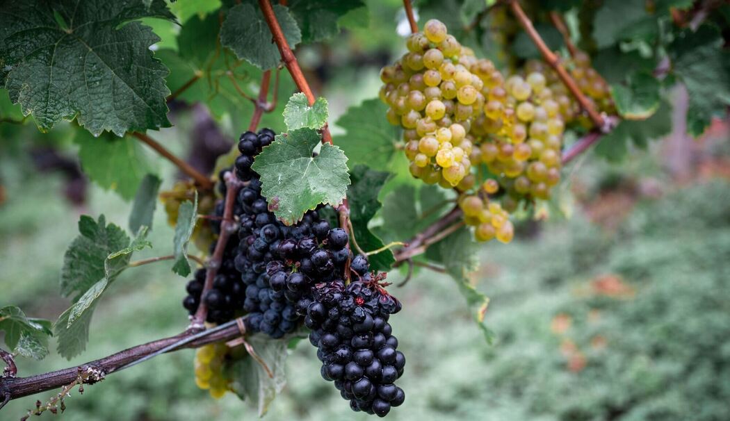 Fränkische Weinlese