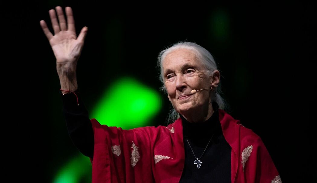 Primaten-Forscherin Jane Goodall ist tot