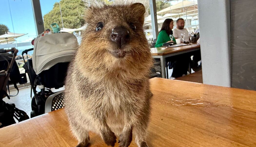 Quokkas auf Rottnest Island