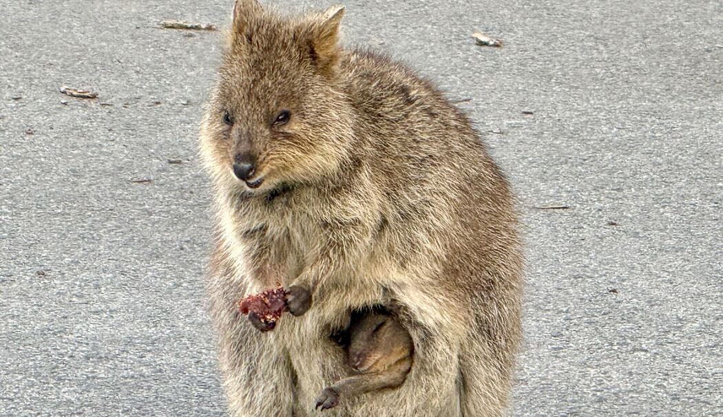 Quokkas auf Rottnest Island