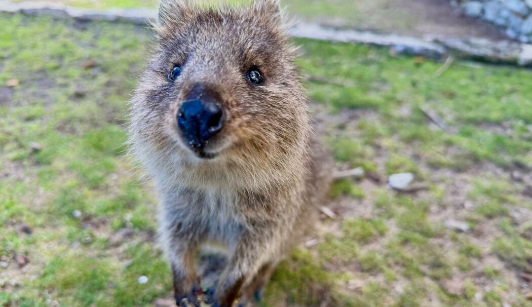 Quokkas auf Rottnest Island