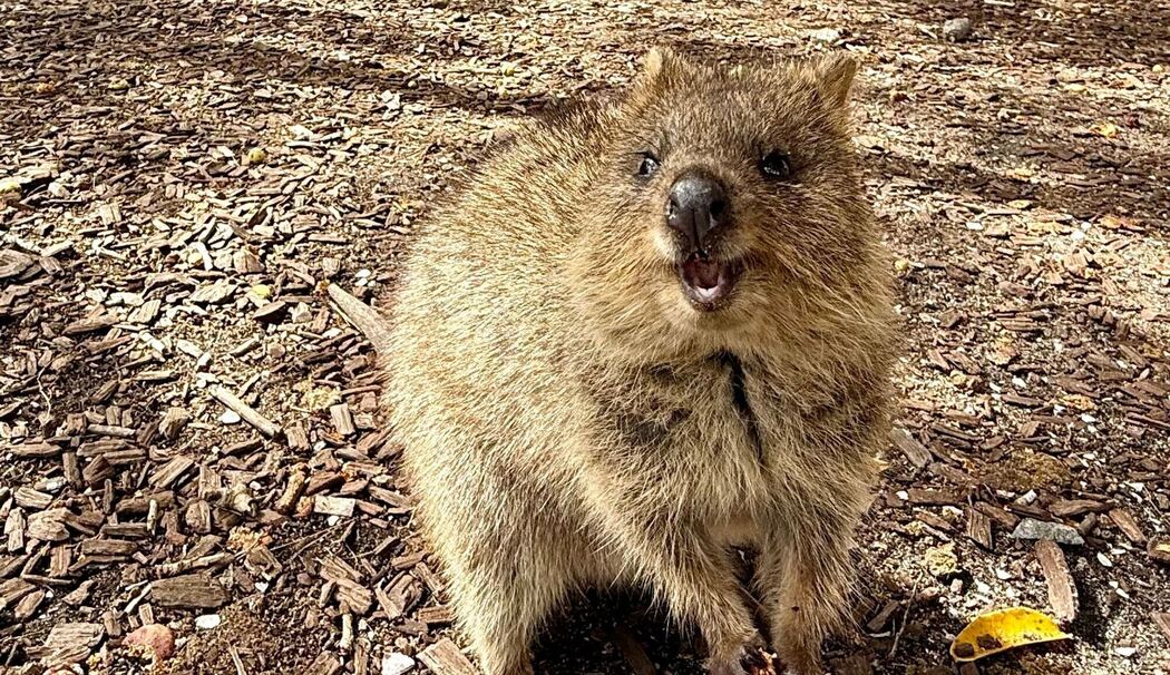 Quokkas auf Rottnest Island