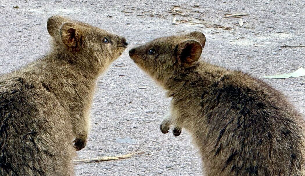 Quokkas auf Rottnest Island
