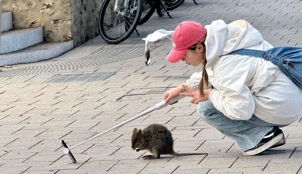 Quokkas auf Rottnest Island