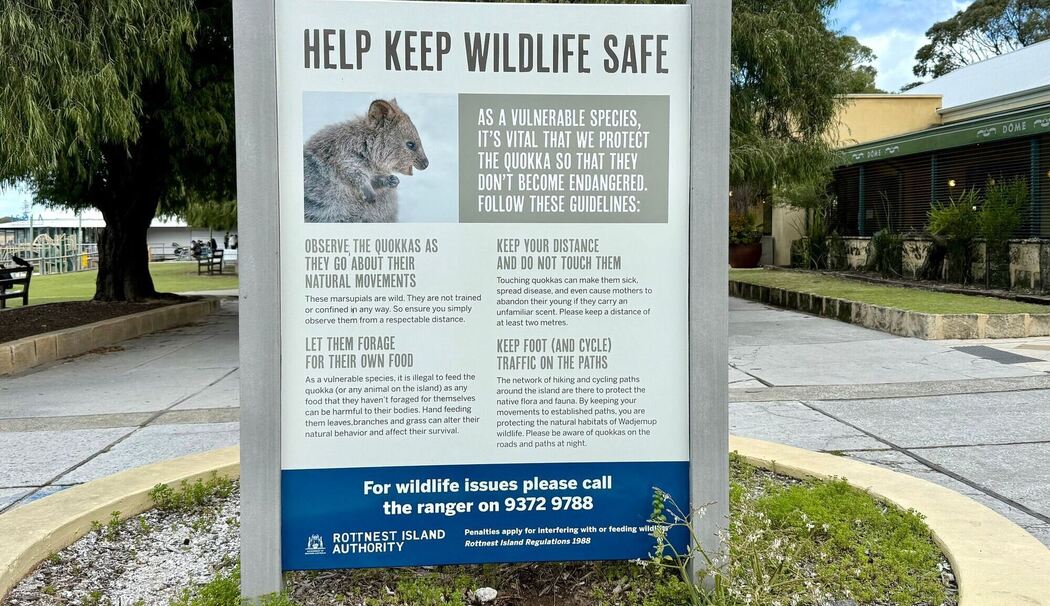 Quokkas auf Rottnest Island