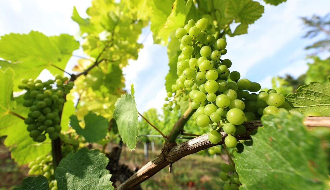 Fränkische Weinlese