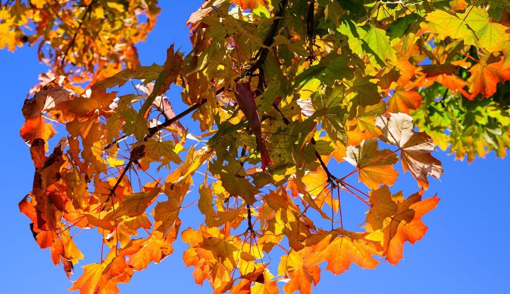 Herbstfarben