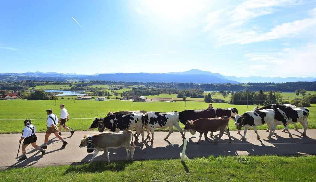 Viehscheid im Allgäu