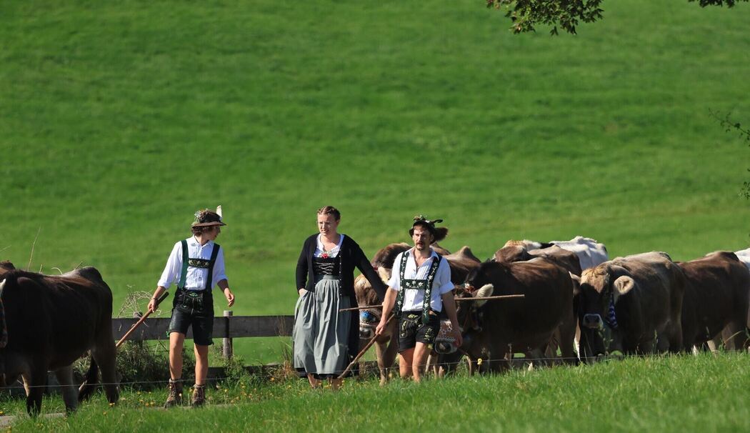 Viehscheid im Allgäu