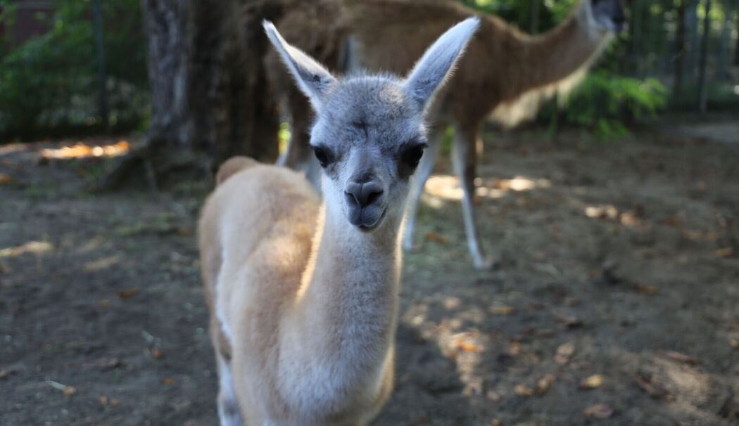 Guanako