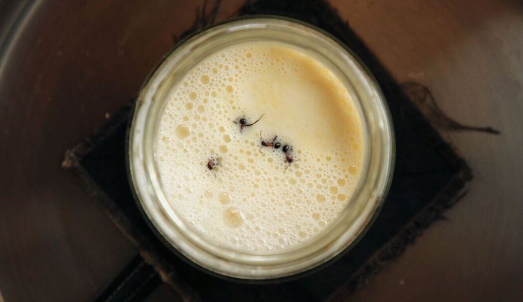 Forscher stellen Joghurt mit Hilfe von Ameisen her