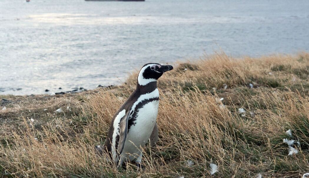 Pinguin auf der Insel Magdalena