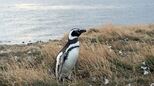 Pinguin auf der Insel Magdalena