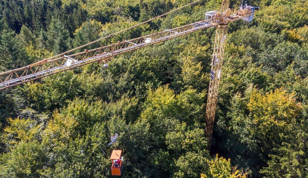 Forscher überwachen Entwicklung von Bäumen im Wald