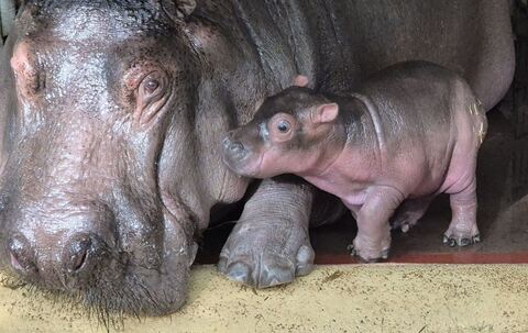 Flusspferd Zoo Berlin
