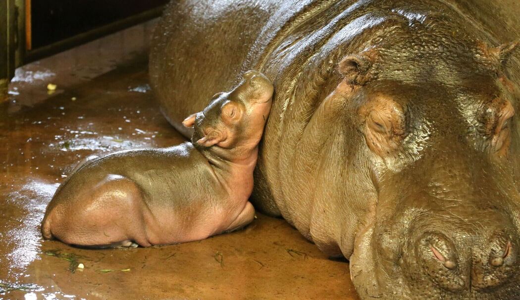 Flusspferd Zoo Berlin