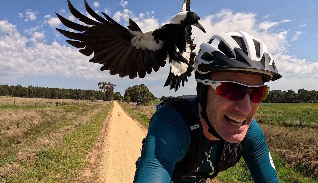 Australischer Magpie greift Radfahrer an
