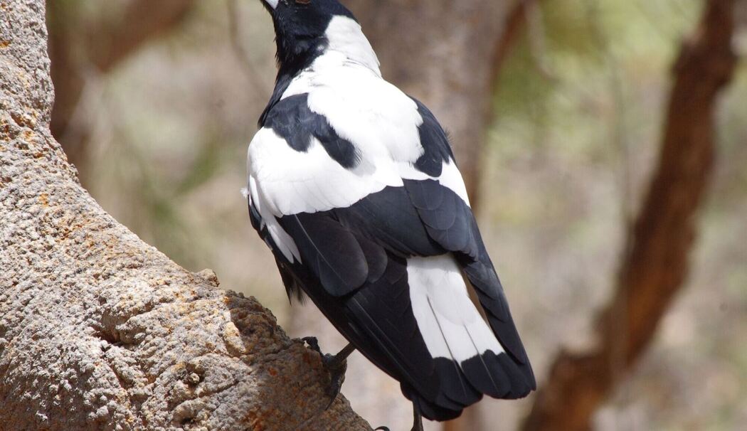 Australischer Magpie 'Mr Sox' in West-Australien