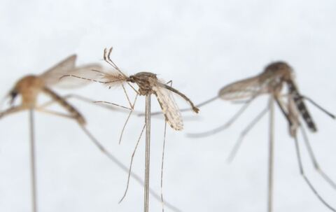 Mücken entstanden zur Zeit der Dinos