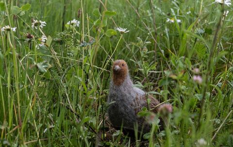 Blühflächen für den Rebhuhn-Schutz