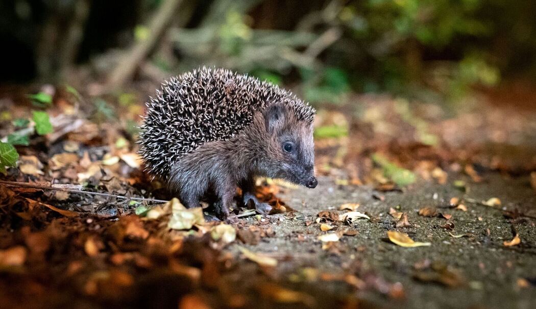 Ein Igel sitzt zwischen Laub auf einem Gehweg vor einem Gebüsch
