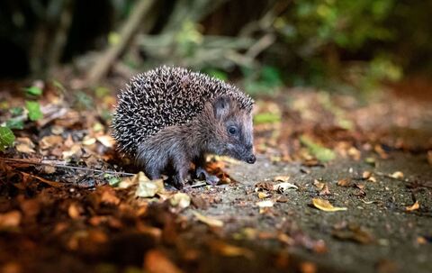 Ein Igel sitzt zwischen Laub auf einem Gehweg vor einem Gebüsch