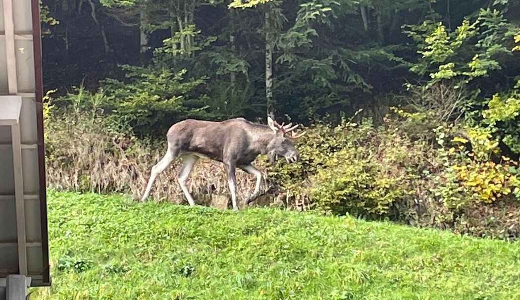 Elch im Schwarzwald