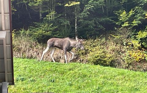 Elch im Schwarzwald