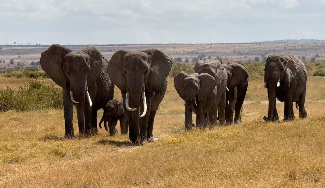 Elefanten in Afrika