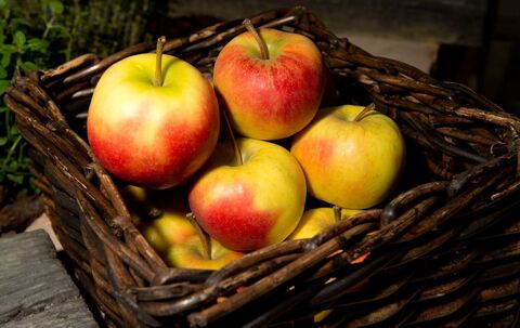 Äpfel liegen in einem Korb