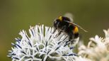 Wildbienen bedroht. 