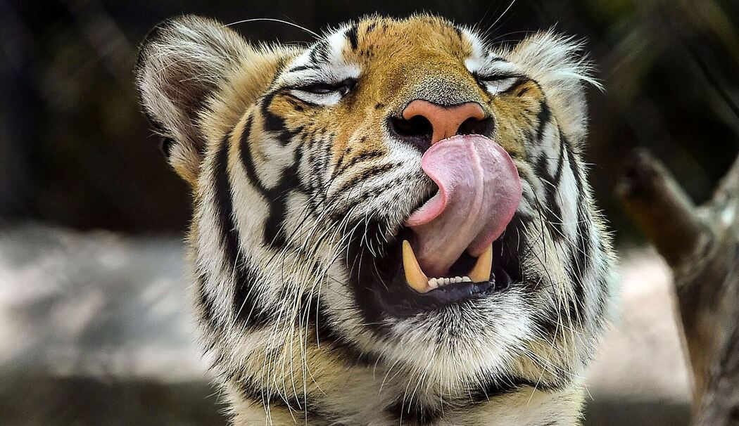 Bengalischer Tiger