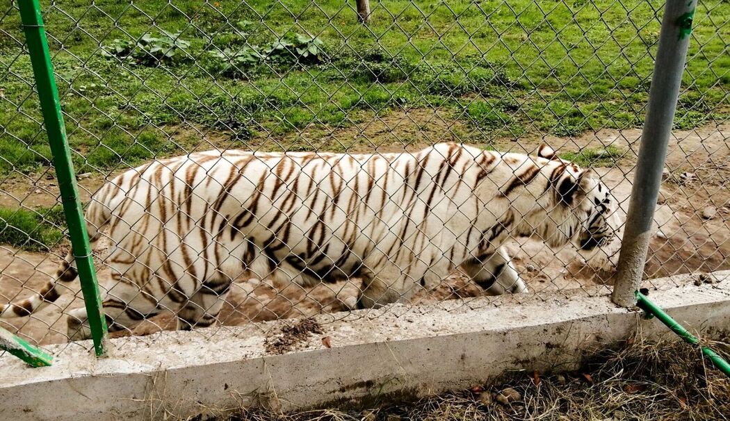 Tiger in Mexiko nach Unwetter auf freiem Fuß