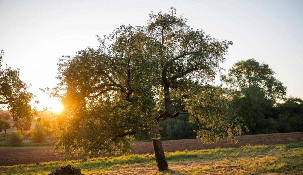 Sonnenaufgang über einer Streuobstwiese