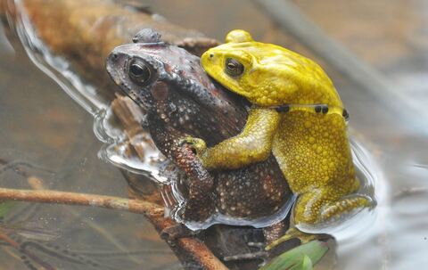 Schwarznarbenkröten