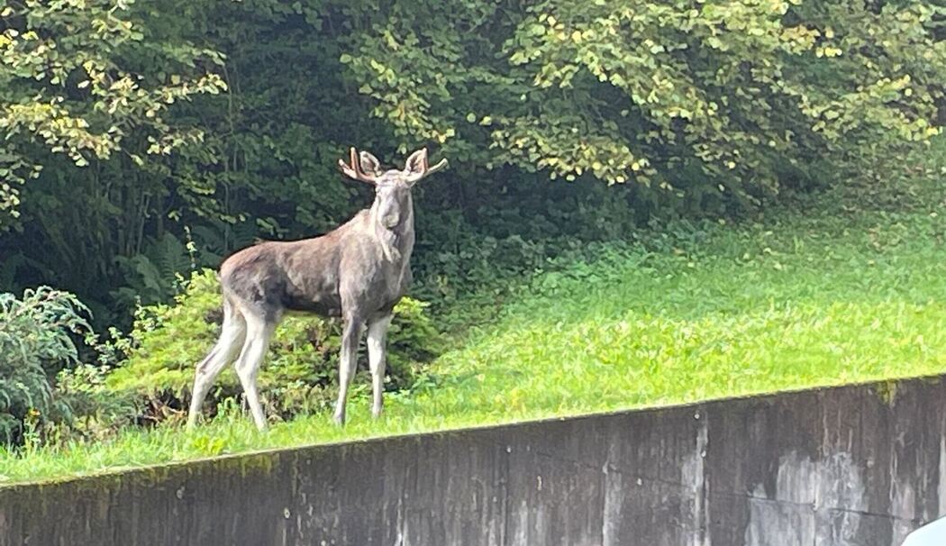 Elch im Schwarzwald