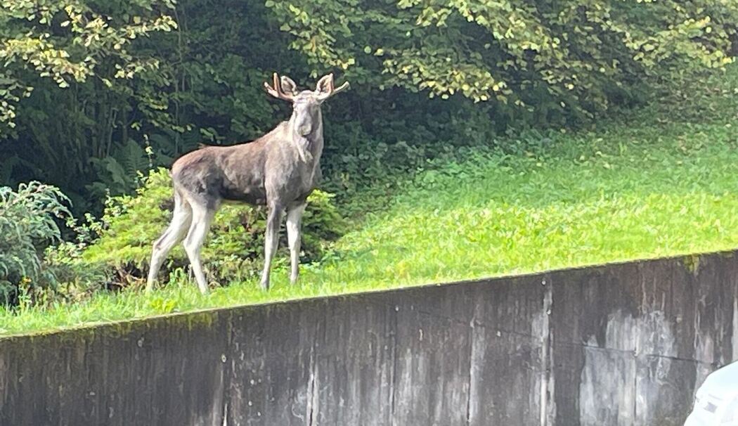 Elch im Schwarzwald