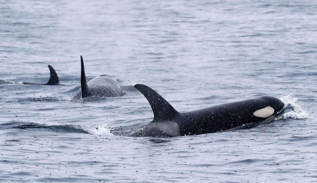 Mysteriöse Orca-Attacken