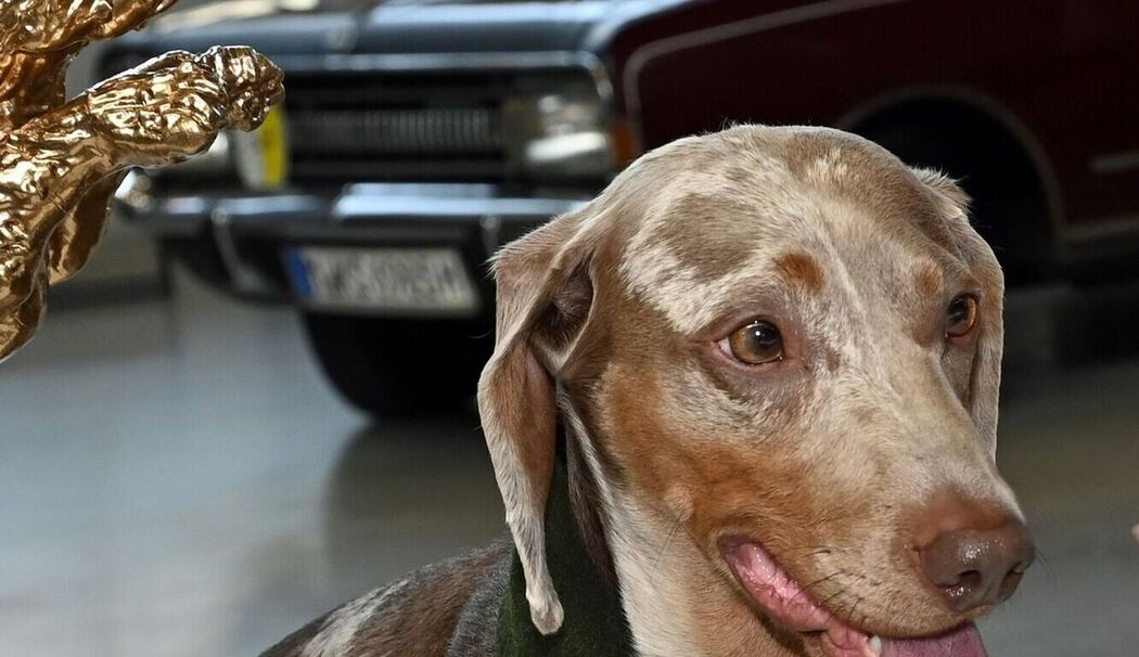 Renndackel Luitpold Renndackel Luitpold