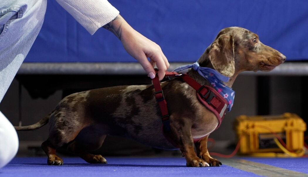 3. Münchner Dackelrennen 3. Münchner Dackelrennen