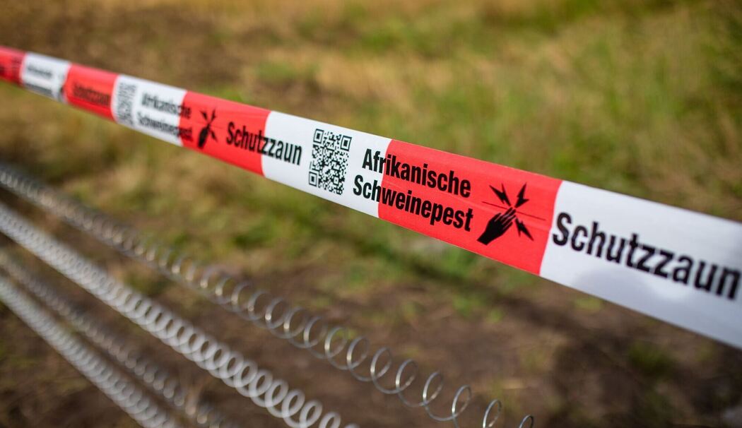 Schutzzäune gegen Afrikanische Schweinepest