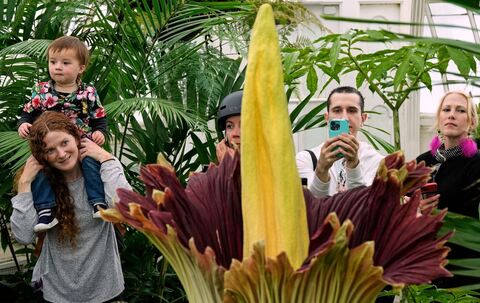 Blühender Titanenwurz in San Francisco