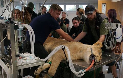 Löwin in zahnärztliche Behandlung